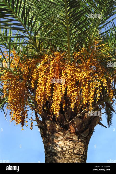 close up of palm tree with seeds Stock Photo - Alamy