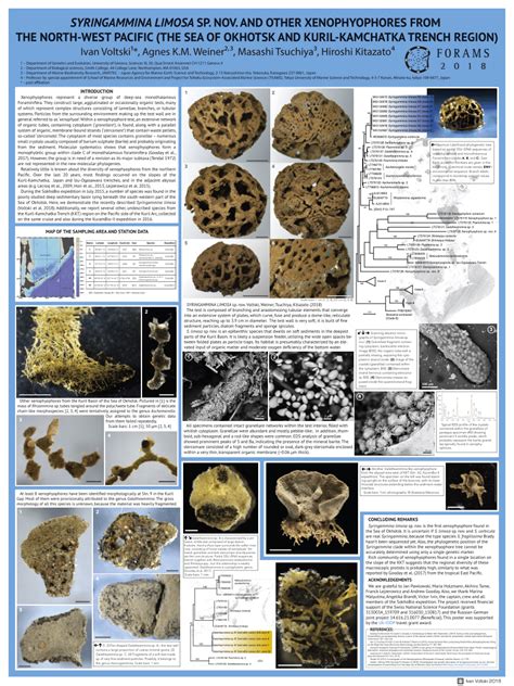 Xenophyophores Size