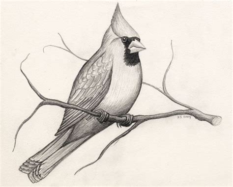 40 Beautiful Bird Drawings and Art works for your inspiration | Bird drawings, Bird pencil ...