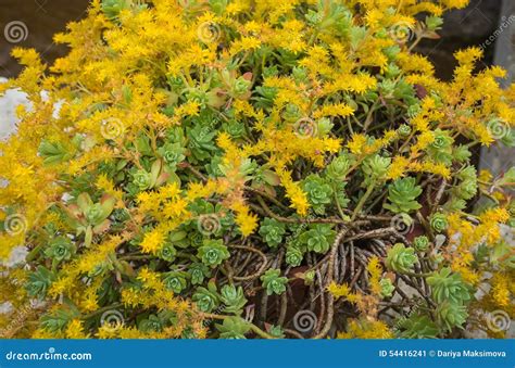 Blooming Yellow Flowers Succulents Northern Greece Stock Photos ...