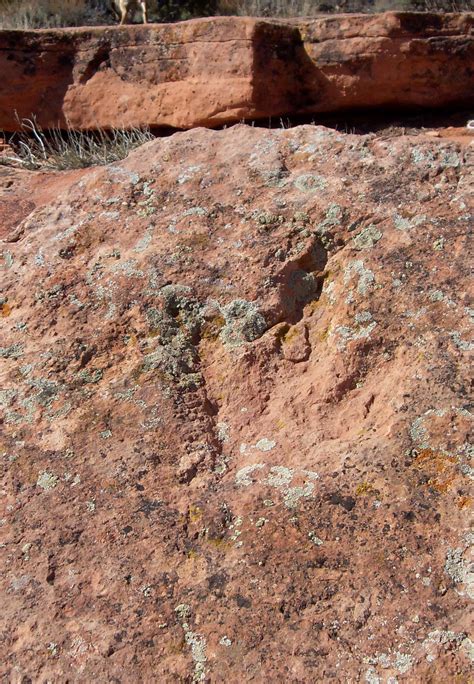 Kane Prehistory: Dinosaur Tracks North of Kanab