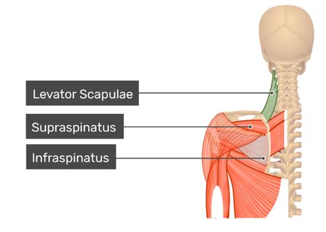 Levator Scapulae Muscle: attachments and action | GetBodySmart