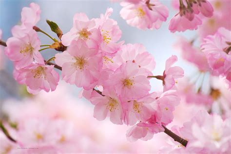 Cherry Blossom Wallpapers - Top Free Cherry Blossom Backgrounds ...