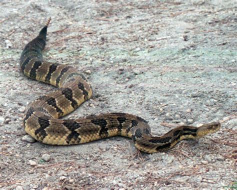 Pine Barrens Timber Rattlesnake - Protecting the New Jersey Pinelands ...