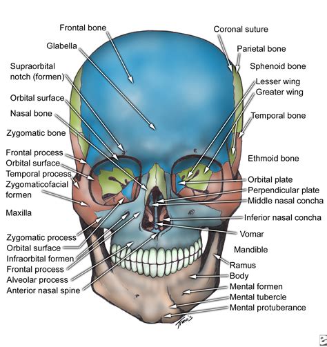 ORAL & MAXILLO-FACIAL SURGERY: Facial Bone Anatomy