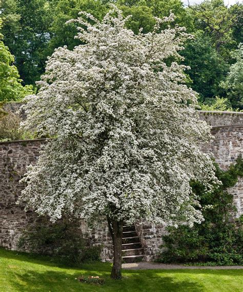 Best trees for small gardens: 11 top picks for less-than-large plots | Gardeningetc