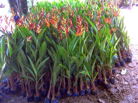 JUAL POHON PISANG HIAS | POHON PISANG KALATEA | POHON PISANG HELICONIA | PISANG BETET | SUPLIER ...