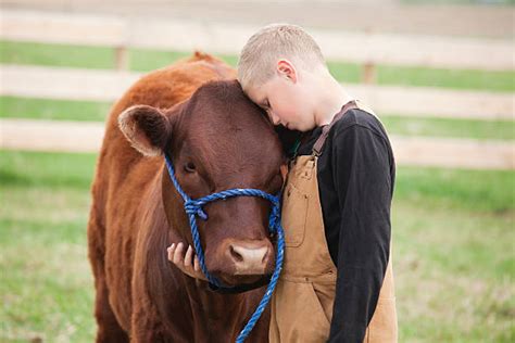 Cow Hug Stock Photos, Pictures & Royalty-Free Images - iStock