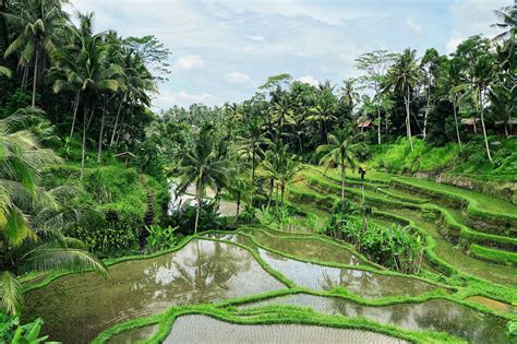 5 Best Things To Do in Ubud, Bali, Indonesia [DIY Travel Guide to Ubud]