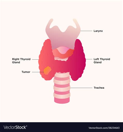 Thyroid gland and larynx diagram Royalty Free Vector Image