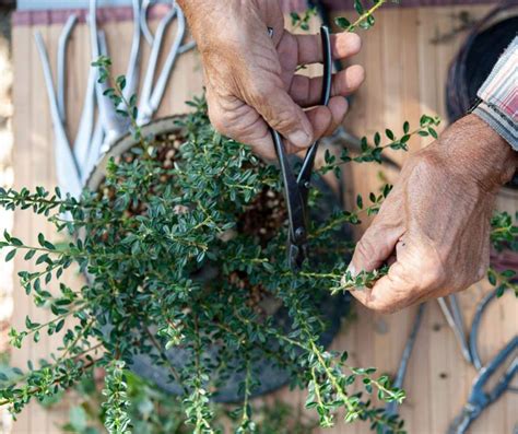 Top Bonsai Pruning Techniques and Tools