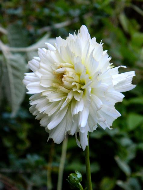 White Dahlia. White Dahlias, White Flowers, Plants, Plant, Planets