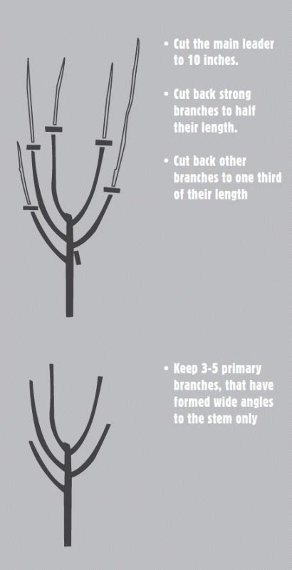 Pruning apple trees - The Orchard Project