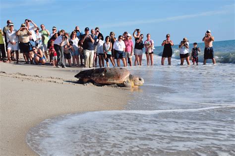 Wildlife Wednesdays: Sea Turtles Race from Disney’s Vero Beach Resort ...