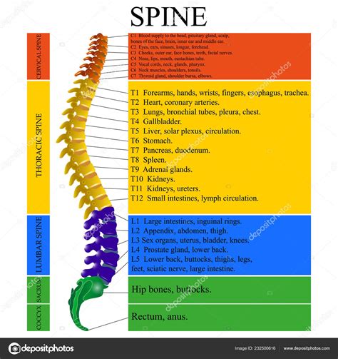 Diagram Human Spine Name Description All Sections Vertebrae Vector Illustration Stock ...