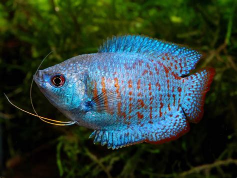 Gourami Fish Types: Guide to Gourami Types & Species - Fish Laboratory