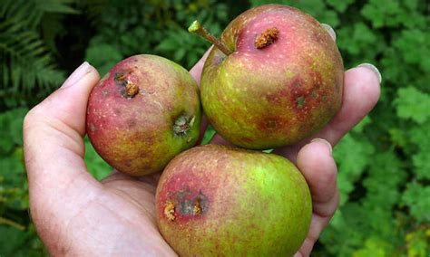 Codling Moth: Avoiding Fruit Worms In Your Trees | Epic Gardening