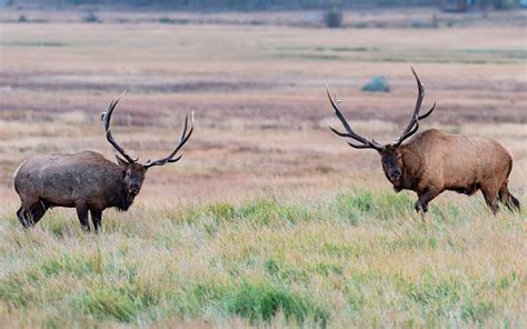 Colorado Bull Elk Stock Photo - Download Image Now - iStock