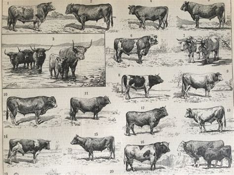 Ox Cow Breeds of Cows Breed of Oxen Bulls Old - Etsy Hong Kong