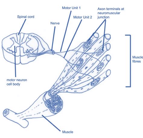 [DIAGRAM] Diagram Of Motor Unit - MYDIAGRAM.ONLINE