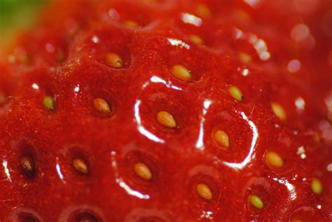 Strawberry Seeds Free Stock Photo - Public Domain Pictures