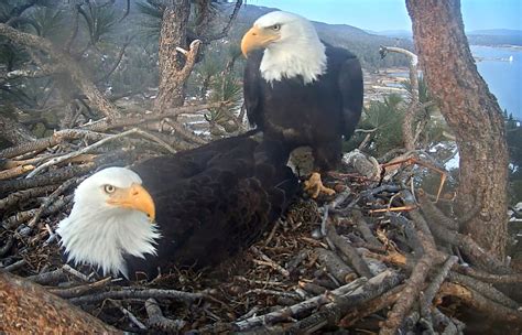 First Big Bear bald eagle baby of 2021 hatches as the world watches – Daily News