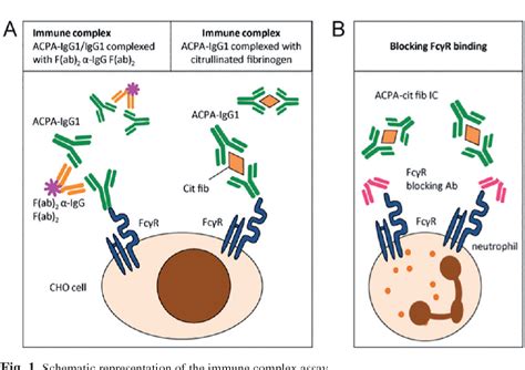 Figure 1 from Fc gamma receptor binding profile of anti-citrullinated protein antibodies in ...