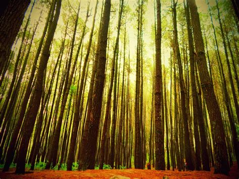 92 Background Hutan Pinus - MyWeb