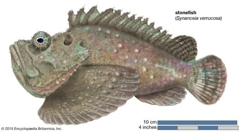 What Habitat Do Stonefish Live In: Unveiling Their Secret Environments