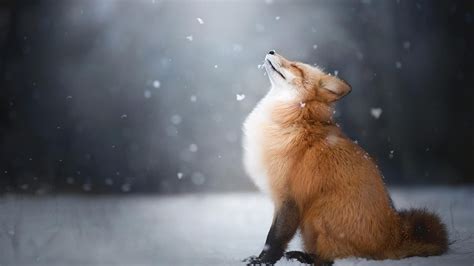 Winter Baby Fox Wallpapers - Wallpaper Cave