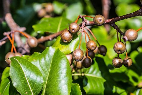 Calleryana Information - Learn About The Care Of Callery Pear Trees ...