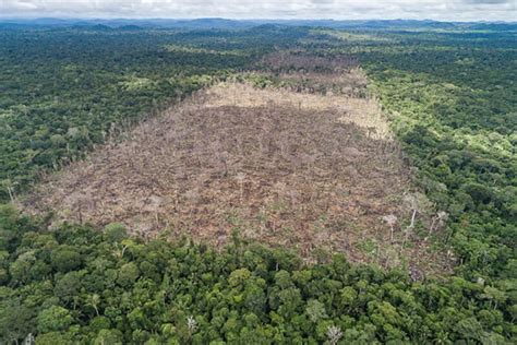 Deforestation drove massive Amazon rainforest fires of 2019 - Purdue University News