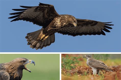 All European Raptor Species (Detailed Guide)