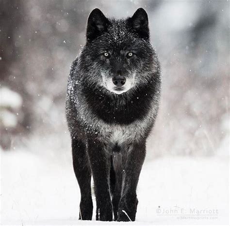 🔥 Former alpha Wolf of his pack 🔥 : NatureIsFuckingLit | Alpha wolf ...