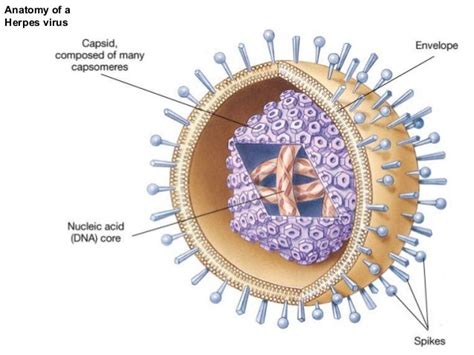 Virology (CELL AND CLASSIFICATION OF ORGANISMS)