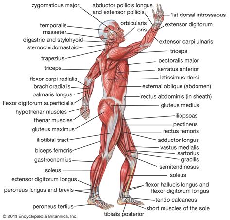 Male Chest Muscle Diagram