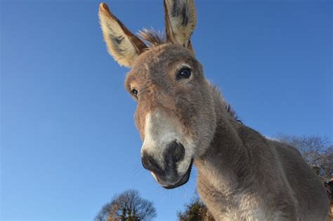 400+ Donkey Names - Male & Female Names For Donkeys & Mules