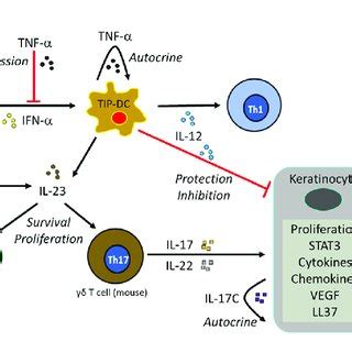 | Mechanism of psoriasis. | Download Scientific Diagram