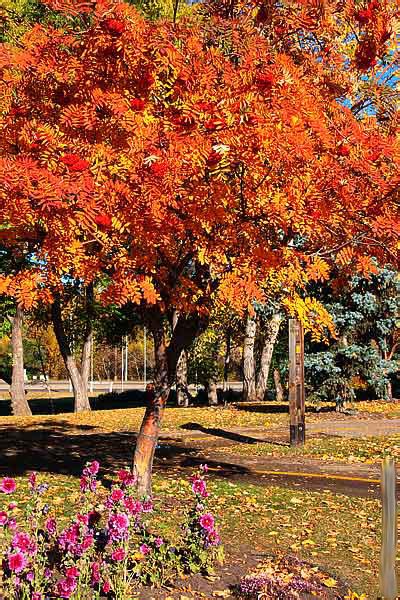 Mountain Ash Tree, Pictures of Sorbus aucuparia