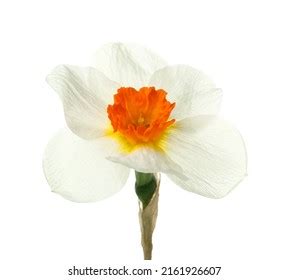 Beautiful Narcissus Flower Isolated On White Stock Photo 2161926611 ...