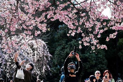 Parks in Tokyo welcome back cherry blossom picnics after 4 years | The Straits Times