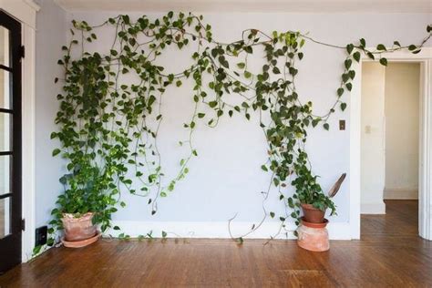 How To Grow Philodendron Indoors Easily - Modern Design in 2020 | Plant wall, Ivy plant indoor ...