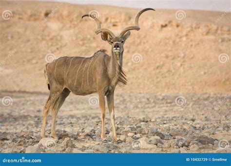 Kudu antelope stock image. Image of strepsiceros, kudu - 10432729