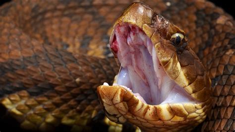 Virginia woman snaps stunning photo of venomous cottonmouth snake baring its fangs | Fox News