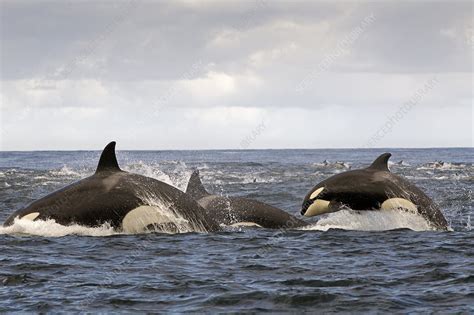 Orca pod hunting Common dolphin at surface - Stock Image - C042/8642 ...