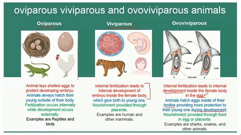 Oviparous Viviparous and Ovoviviparous Animals | Reproduction | Oviparous viviparous and ...