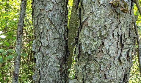 Tree Bark Identification Ohio - Garret Johnston