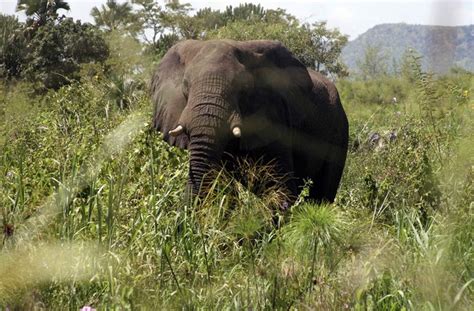 Nimule National Park - TheBiteTour.com