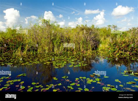 Wetland vegetation in the Florida Everglades USA Stock Photo - Alamy