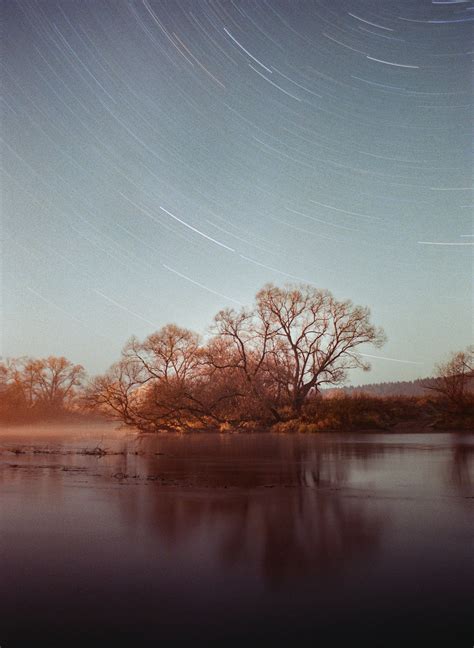 Tree on the Night Sky Timelapse Background · Free Stock Photo